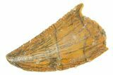 Serrated Raptor Tooth - Real Dinosaur Tooth #364724-1